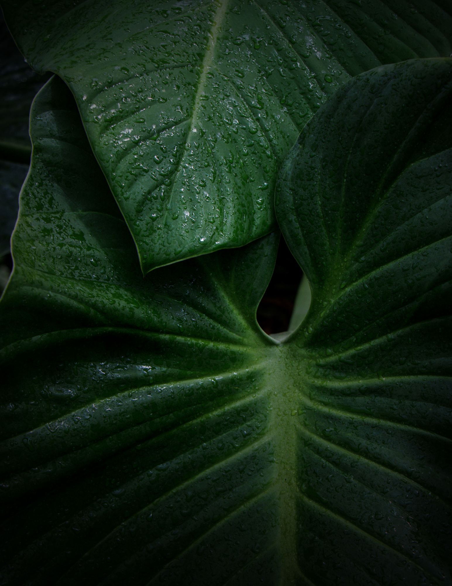 Close-up of large green leaves with water droplets on a dark background